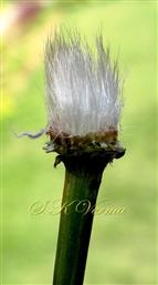  Receptacle with bristles